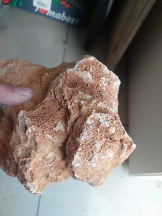 Fóssil Coral Jurássico Médio