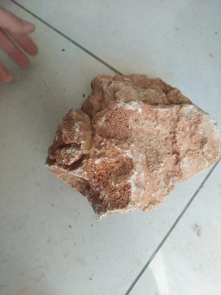Fóssil Coral Jurássico Médio