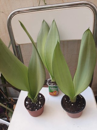 Sansevieria Moonshine Planta