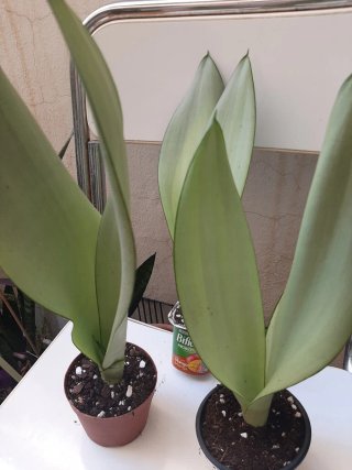 Sansevieria Moonshine Planta