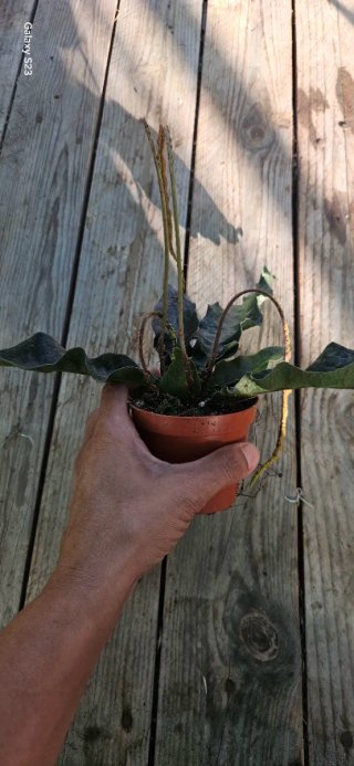 Tectaria hilocarpa