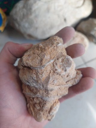 Fóssil Coral Jurássico