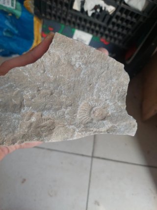Fóssil Amonite Jurássico