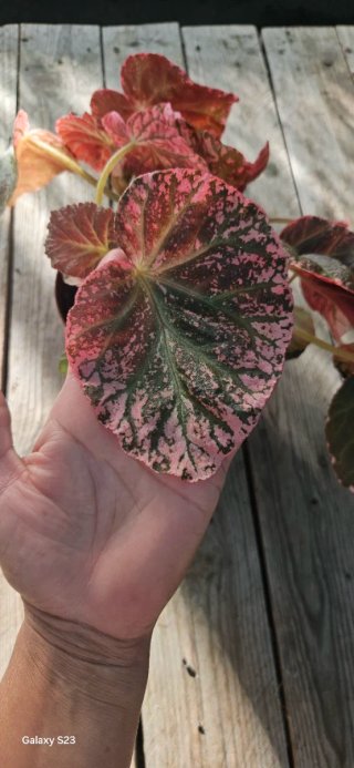 Begonia  Midnight Sun