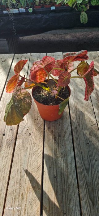 Begonia  Midnight Sun