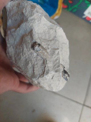 Fóssil Belemnite Autêntico