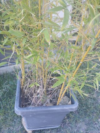 Planta de bambú con 10 tallos