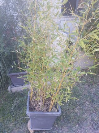 Planta de bambú con 10 tallos