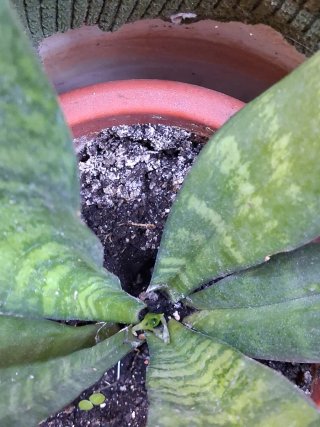 Sansevieria / Lengua de Suegra