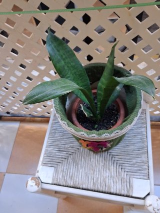 Sansevieria / Lengua de Suegra