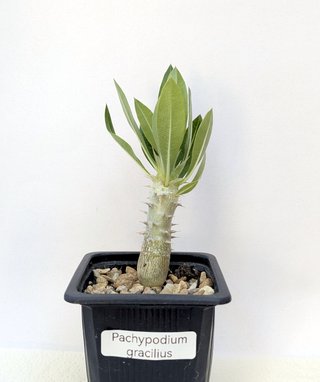 Pachypodium gracilius