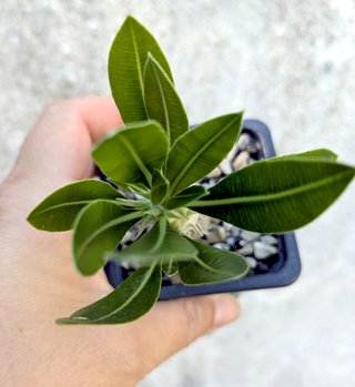 Pachypodium gracilius