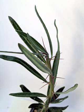 Pachypodium succulentum planta rara