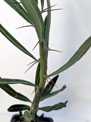 Pachypodium succulentum planta rara