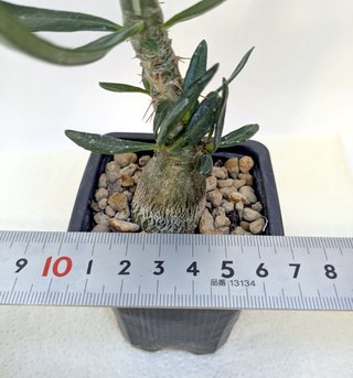 Pachypodium succulentum planta rara