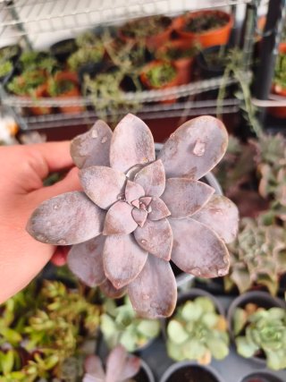 Graptopetalum superbum 10.5cn