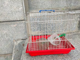 Lote jaulas para pájaros  y accessorios.
