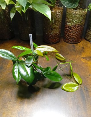 Hoya Kenejiana Red Corona