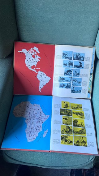 Animales de Africa y sus crías