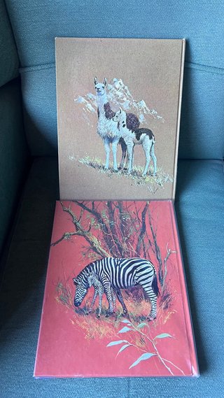 Animales de Africa y sus crías