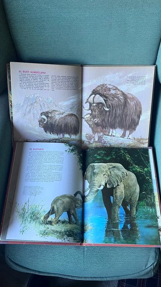Animales de Africa y sus crías