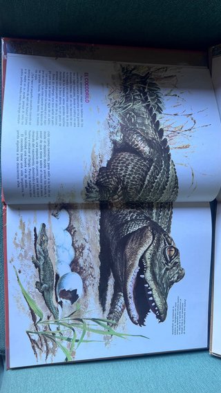 Animales de Africa y sus crías