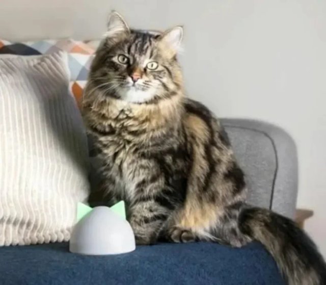 Hub Sure Petcare para portas e catflaps
