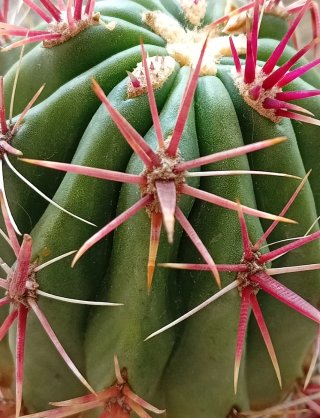 Cactus Ferocactus Pilosus + Maceta Terracota 12cm