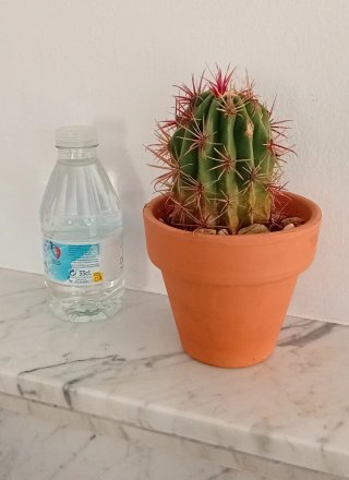 Cactus Ferocactus Pilosus + Maceta Terracota 12cm