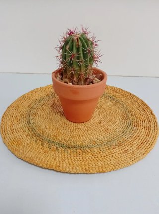 Cactus Ferocactus Pilosus + Maceta Terracota 12cm