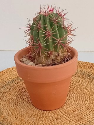 Cactus Ferocactus Pilosus + Maceta Terracota 12cm