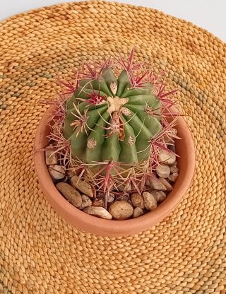 Cactus Ferocactus Pilosus + Maceta Terracota 12cm
