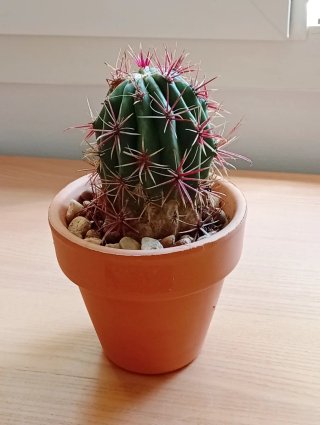 Cactus Ferocactus Pilosus + Maceta Terracota 12cm