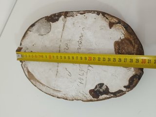 Antico Bassorilievo Ovale Gesso Marte Guerriero