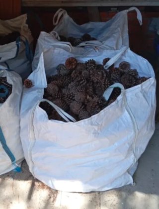 Big Bag de piñas