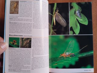 Lote 2 Guías de Naturaleza – Insectos + Minerales