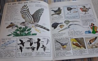 PAJAROS (R)