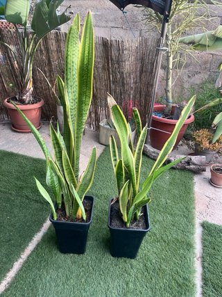 Planta Sansevieria (Lengua de Suegra)