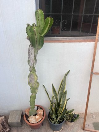 Cactus grande en maceta