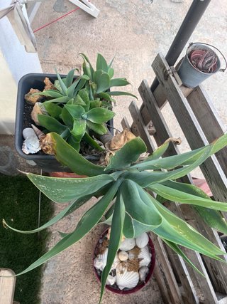 Planta Agave Grande