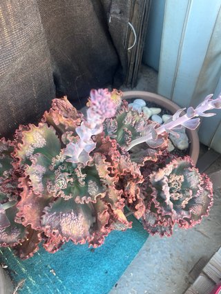 Planta Suculenta Echeveria Rizada