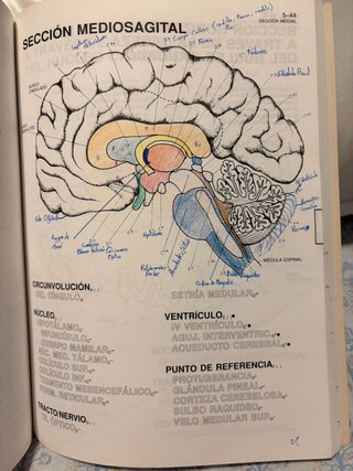 El cerebro humano libro de trabajo