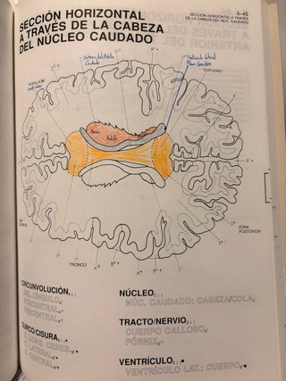 El cerebro humano libro de trabajo