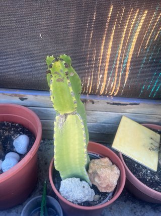 Plantas de cactus en maceta