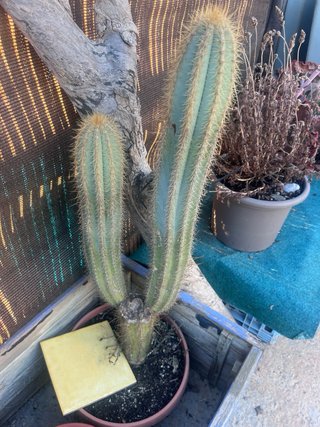 Plantas de cactus en maceta