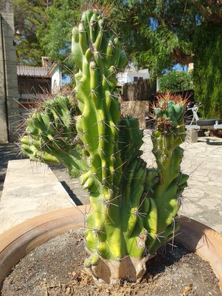 Lote de plantas en macetas