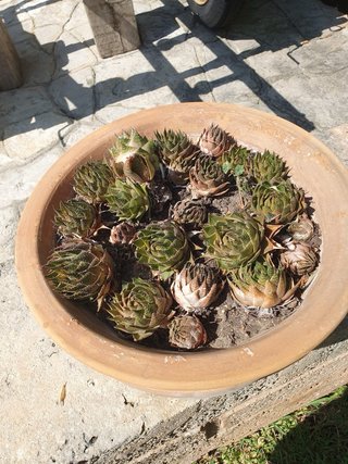 Lote de plantas en macetas