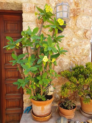 Lote de plantas en macetas