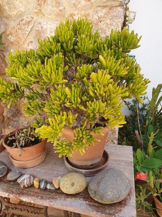 Lote de plantas en macetas
