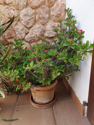 Lote de plantas en macetas